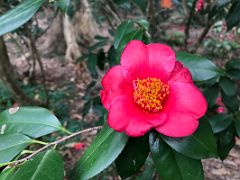 11A Camellia japonica in Hong Kong Zoological and Botanical Gardens